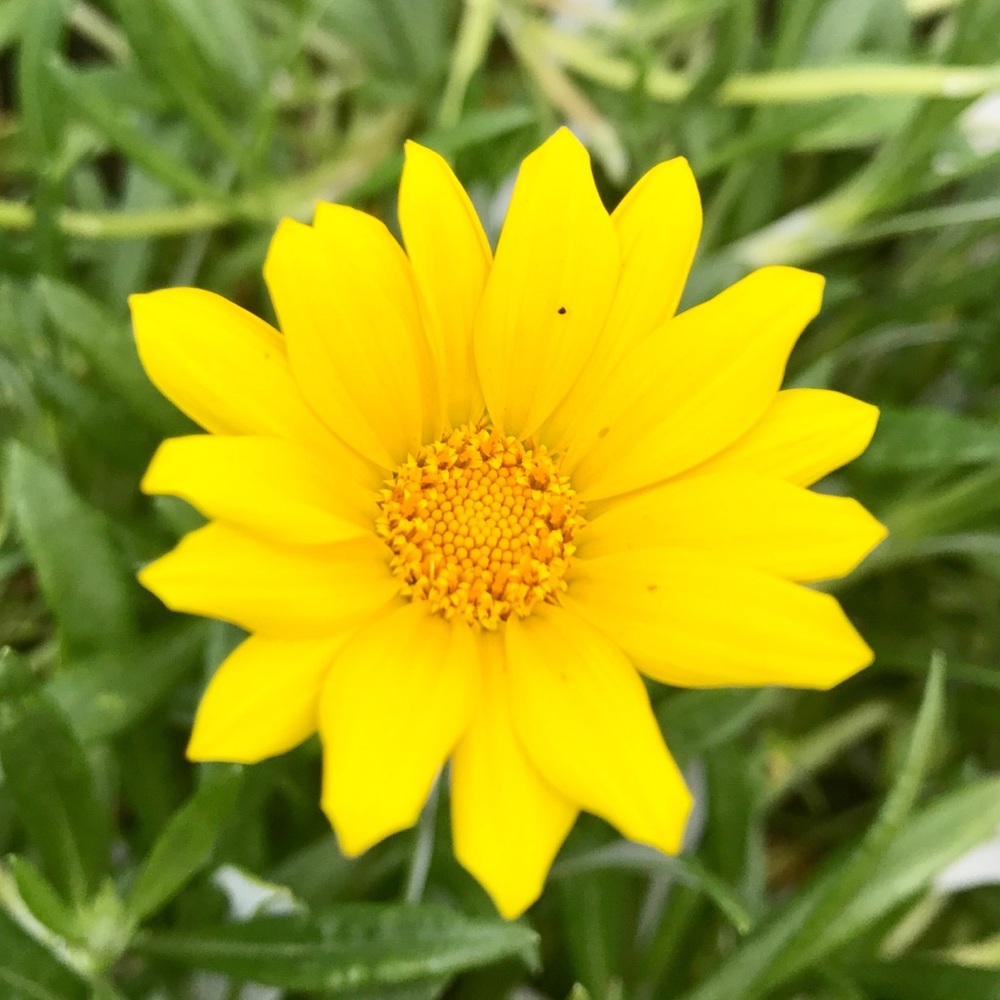 Meet your Posher, Jade